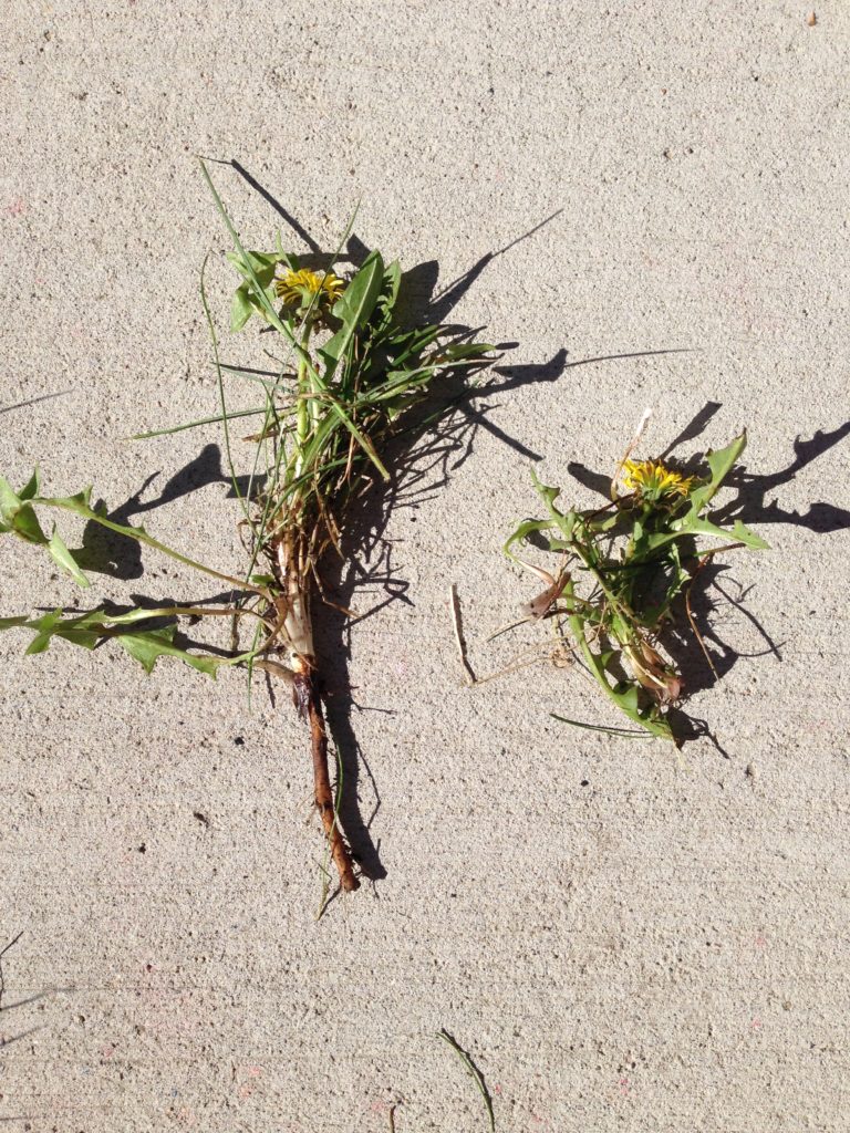 In the past, I didn't dig deeply enough to get the whole taproot out.  In past years, I thought getting out something like the dandelion on the right was enough, but in fact the taproot goes much deeper, as seen in the dandelion on the left.  I've changed my approach recently, but my I'm disappointed and a little desperate when a dandelion breaks off like on the right, and I know I've left a big root in the ground.