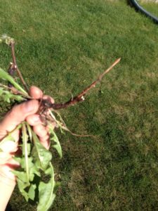 A recent pull where I could see the bleeding latex-like substance from the root and know I've left some of the root in the ground and that there will be another dandelion coming up in the same spot next year, just hopefully smaller.