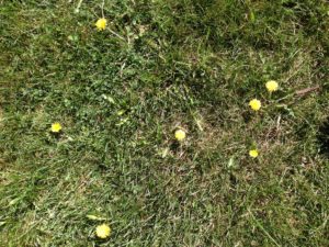 So many dandelions on my lawn.  This patch is particularly bad because it was poorly dug up by me in the past.  My heart sinks after I spend an hour meticulously pulling weeds only to see several more flower the next day.