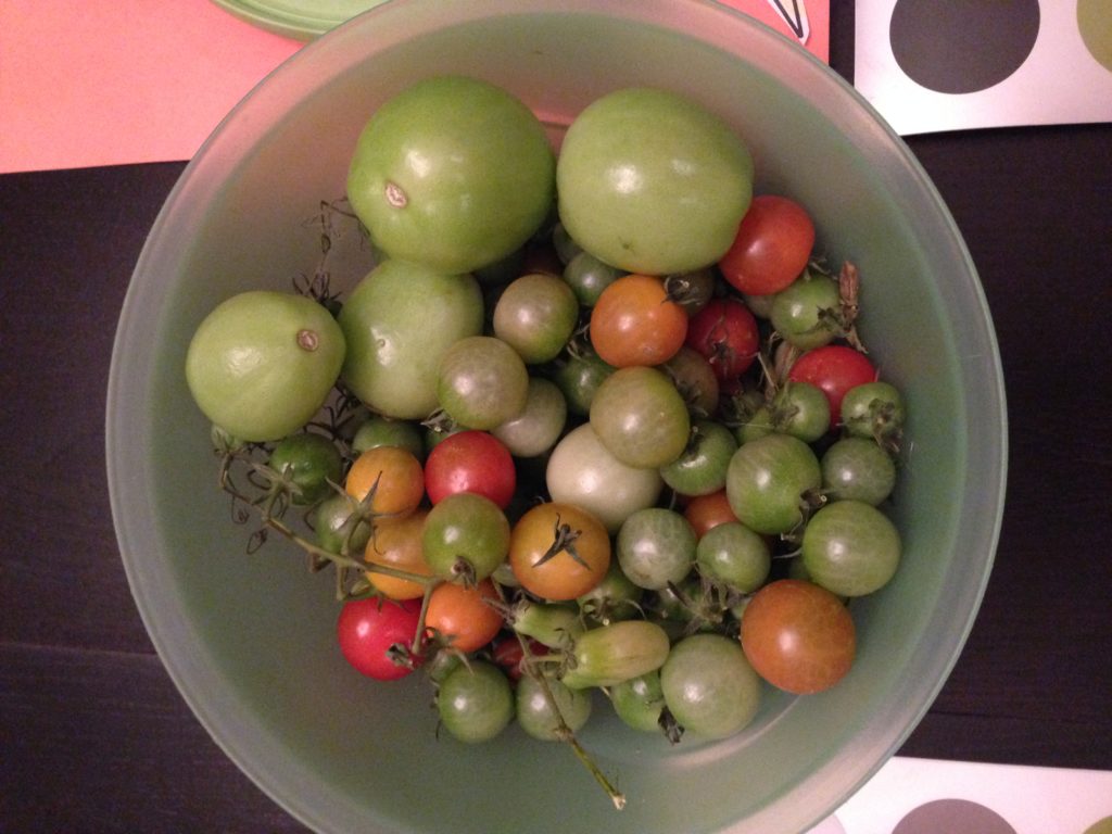 Ripening "volunteer" tomatoes