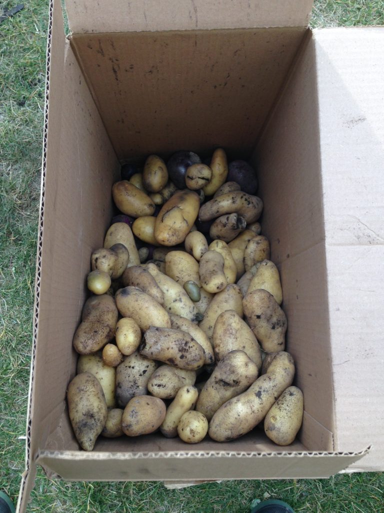 Fall root veg harvest: potatoes