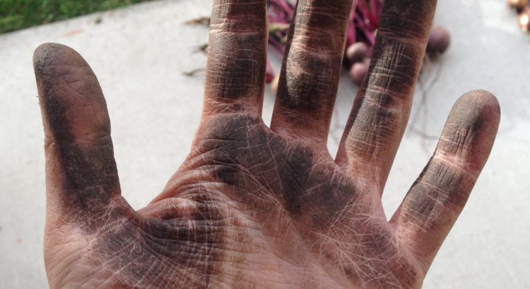 A "withered" harvesting hand, a satisfying end to a great growing season! (c) Julie Leung